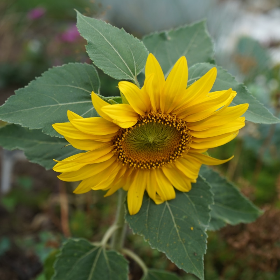 Dwarf sunflower, Helianthus annuus "Sunspot", blooms in the garden in July