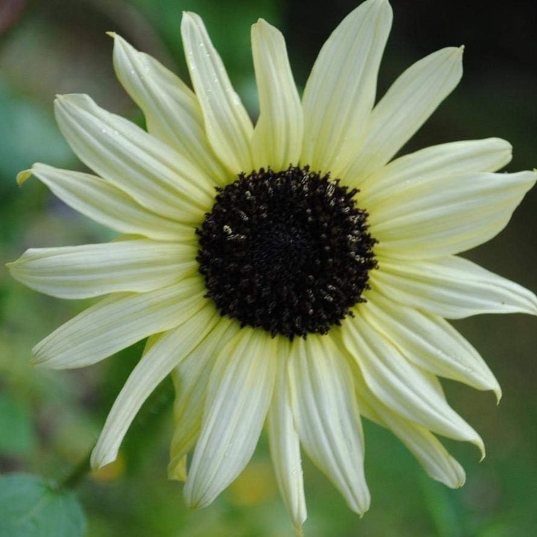 'Italian White'
