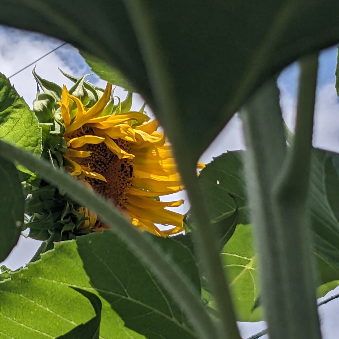 Blooming titan sunflower among leaves