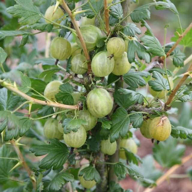 gooseberry 'Invicta'
