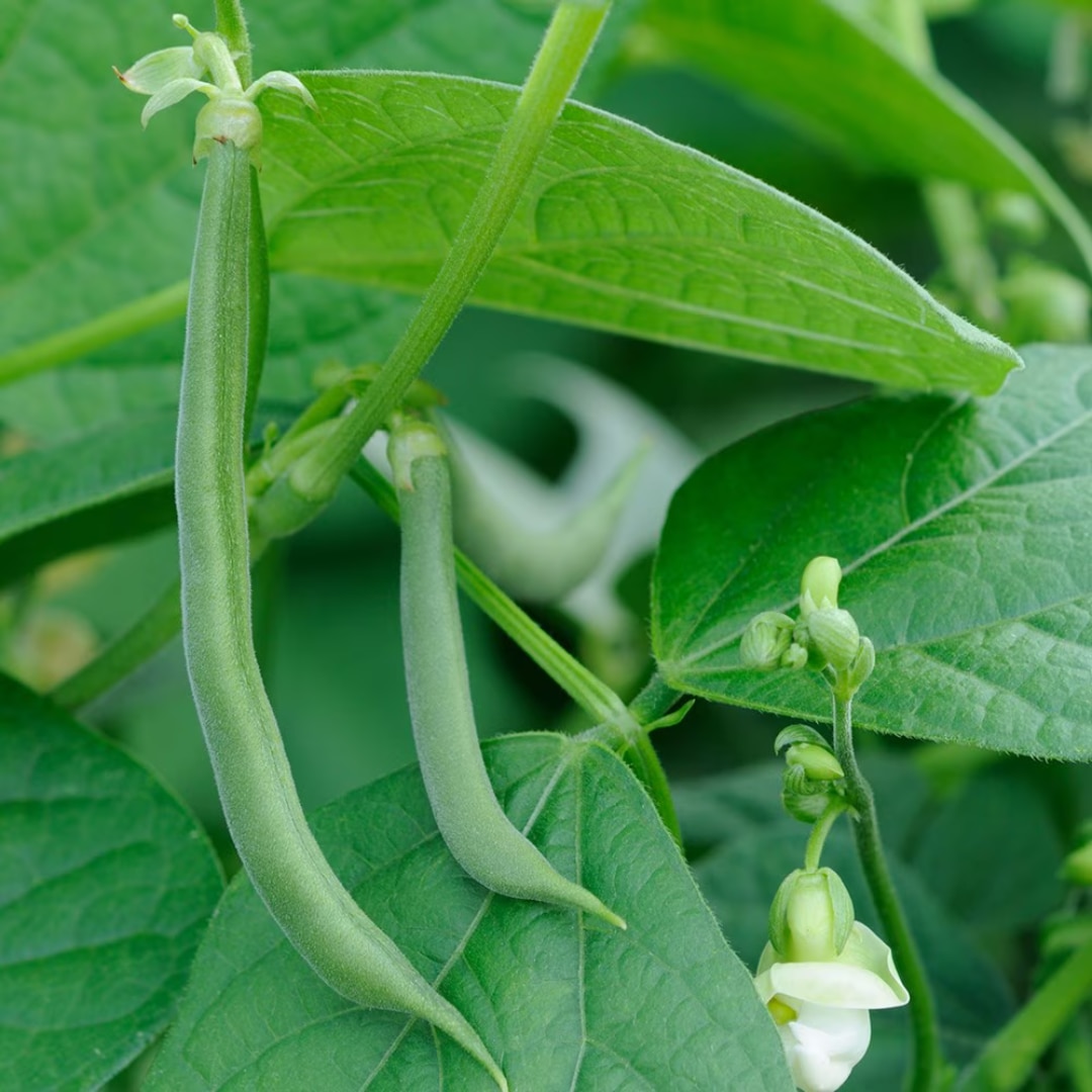 bean (climbing French) 'Blue Lake'