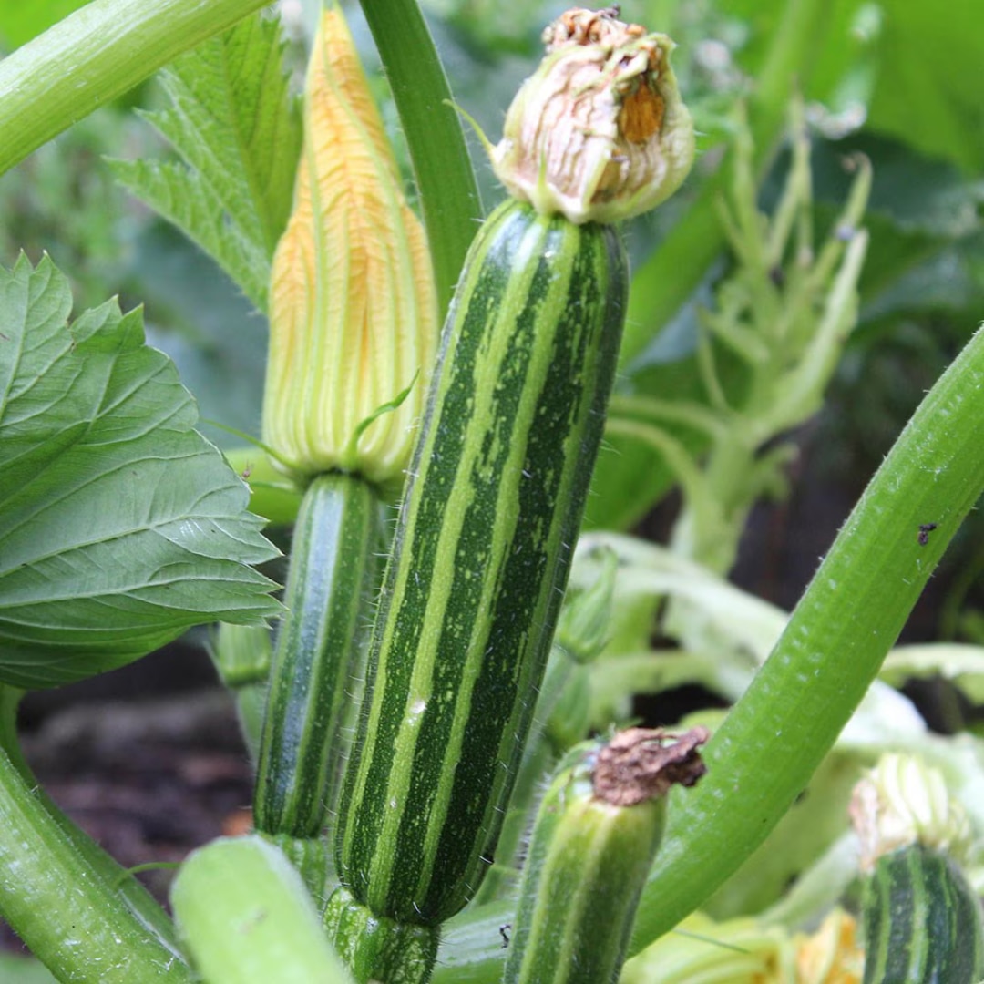 courgette 'Striato d'Italia'