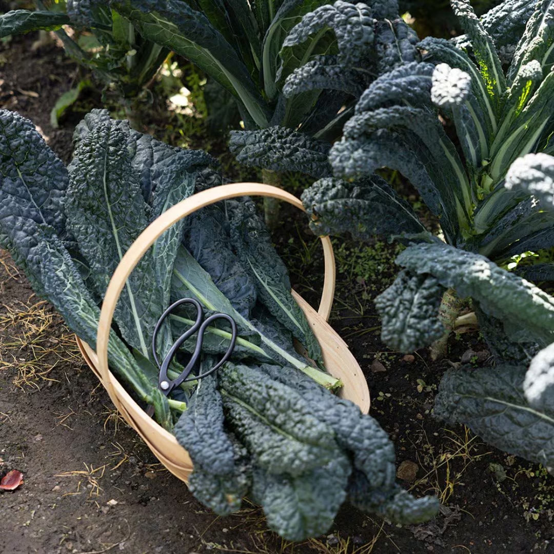 kale 'Nero di Toscana'