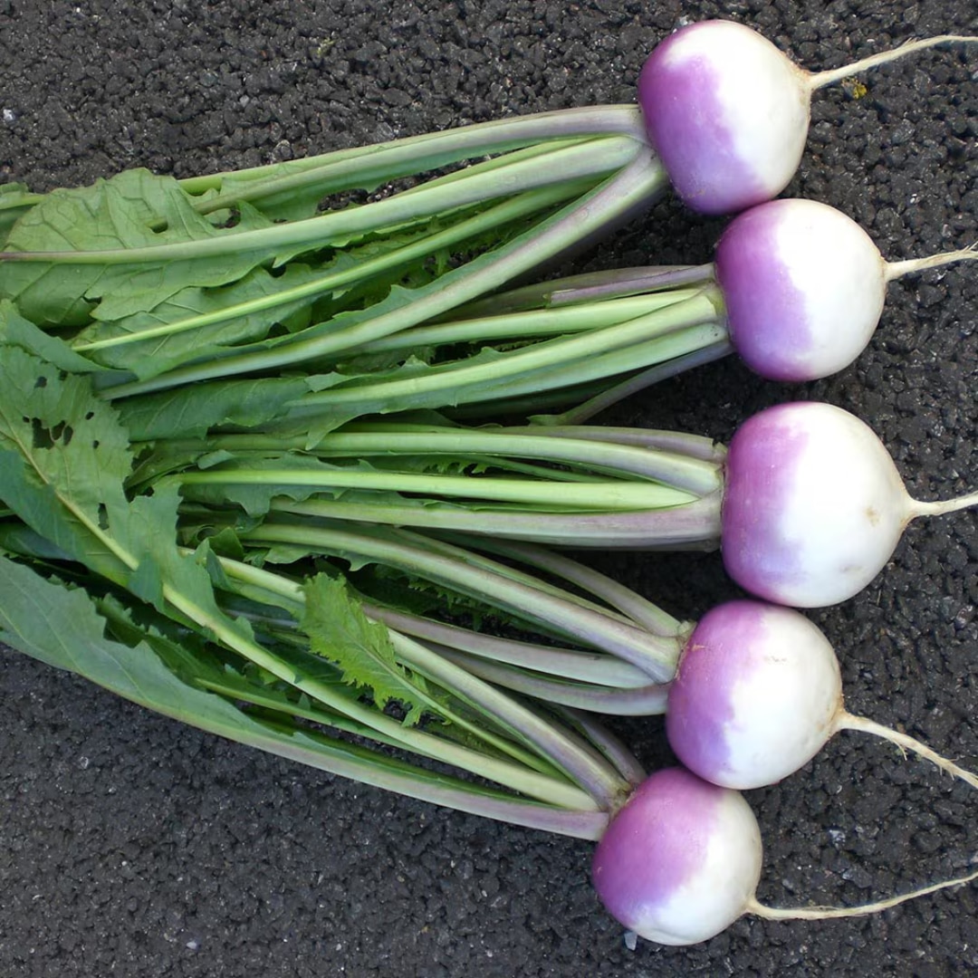 turnip 'Sweetbell'