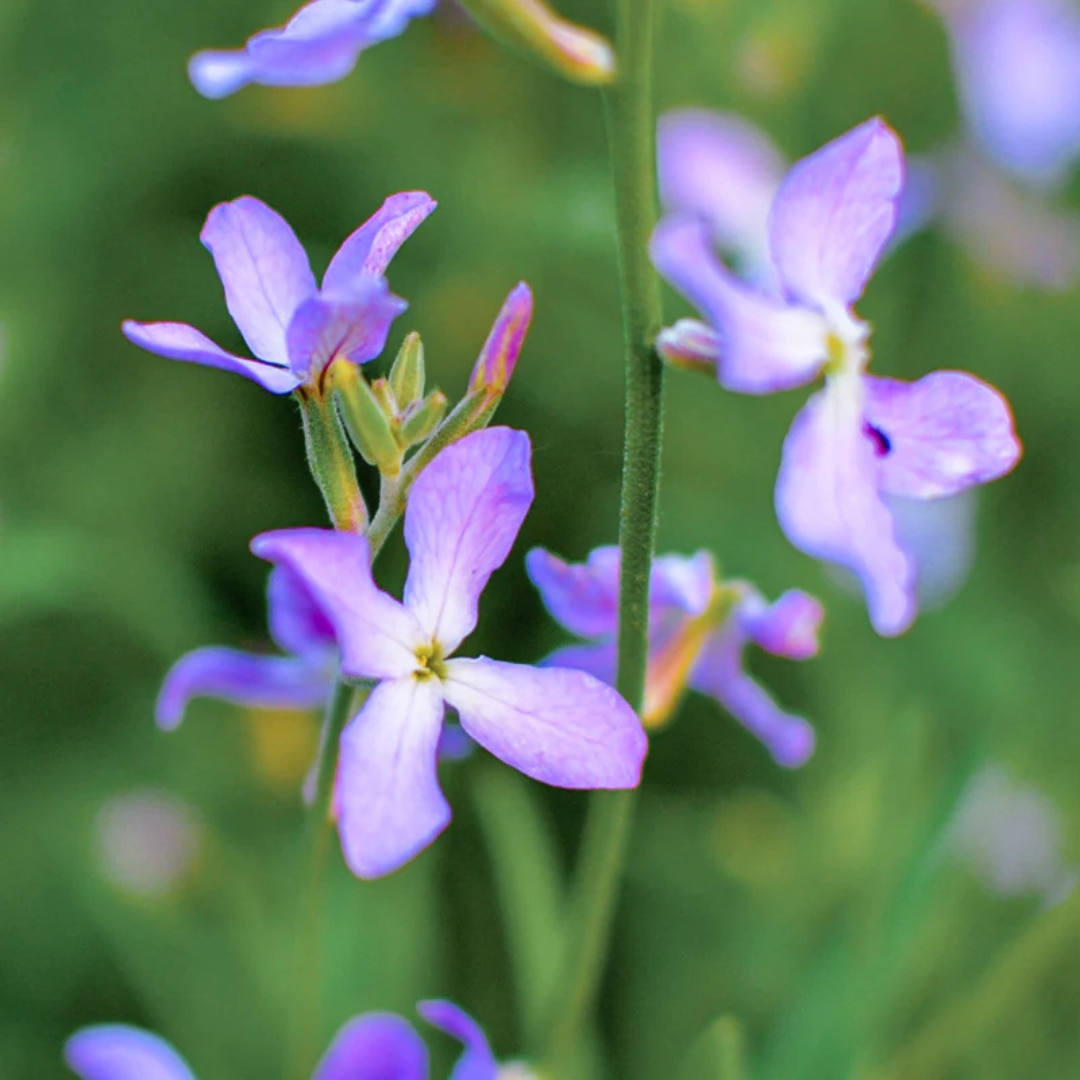 Matthiola longipetala subsp. bicornis
