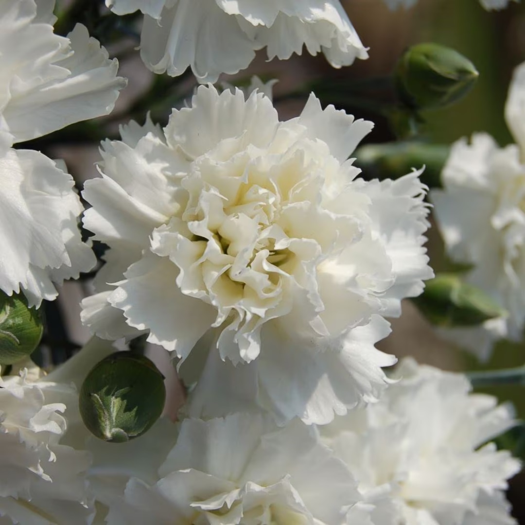 Dianthus ‘Memories’ 