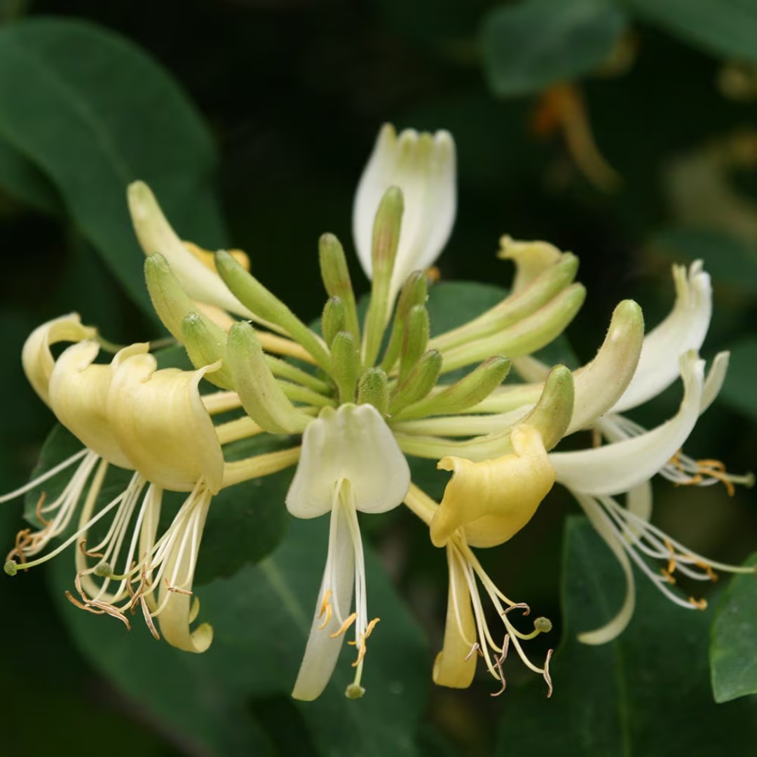 Lonicera periclymenum 'Graham Thomas'