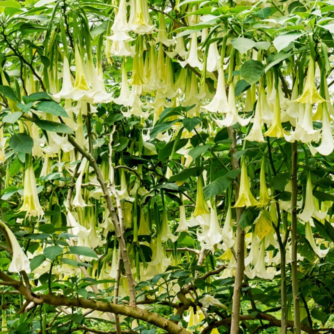 Brugmansia