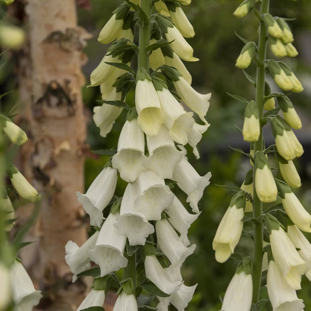 Digitalis purpurea f. albiflora