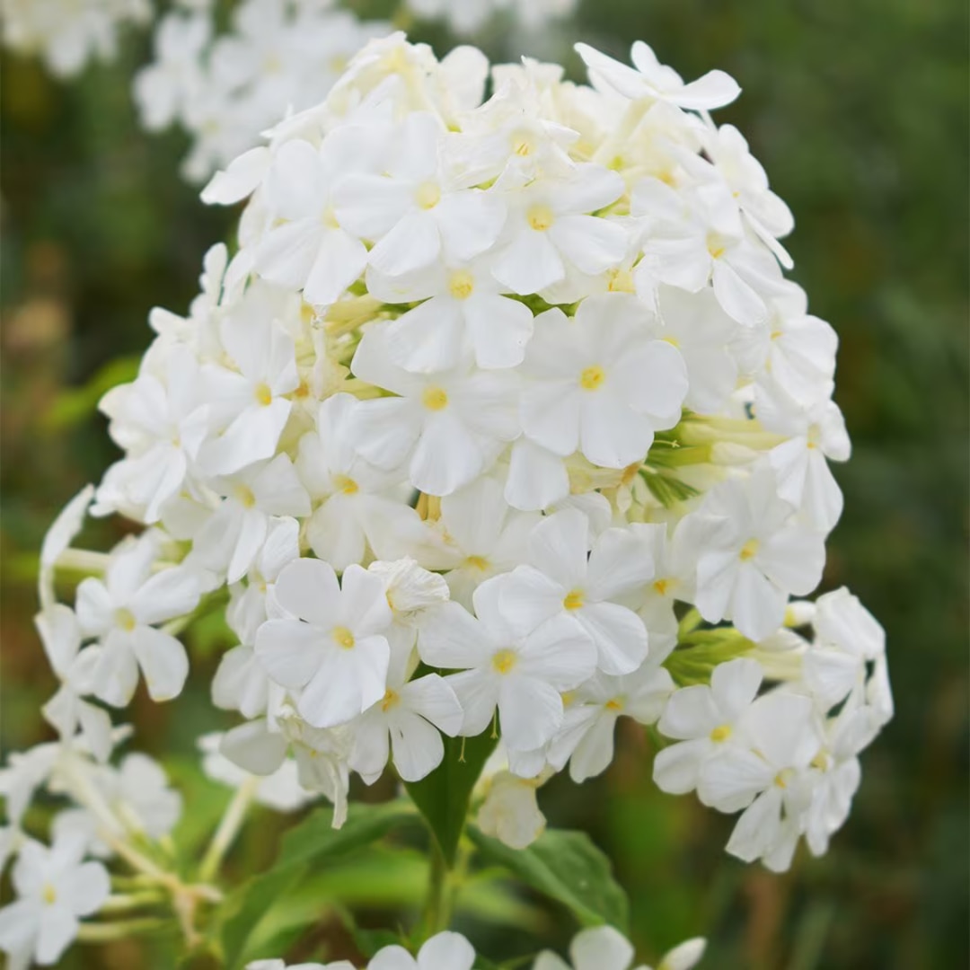 Phlox paniculata