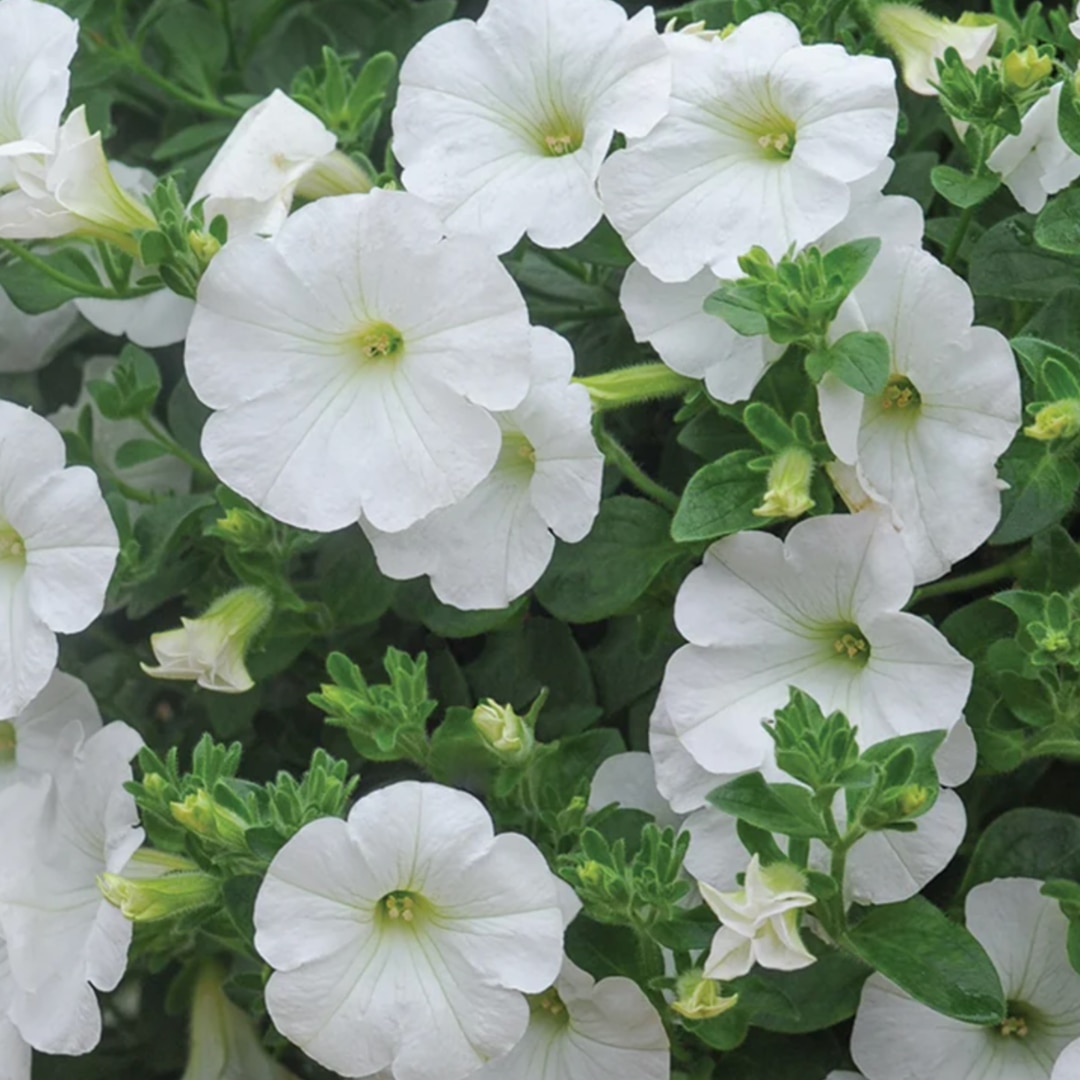 Petunia 'Trailing Surfinia White'