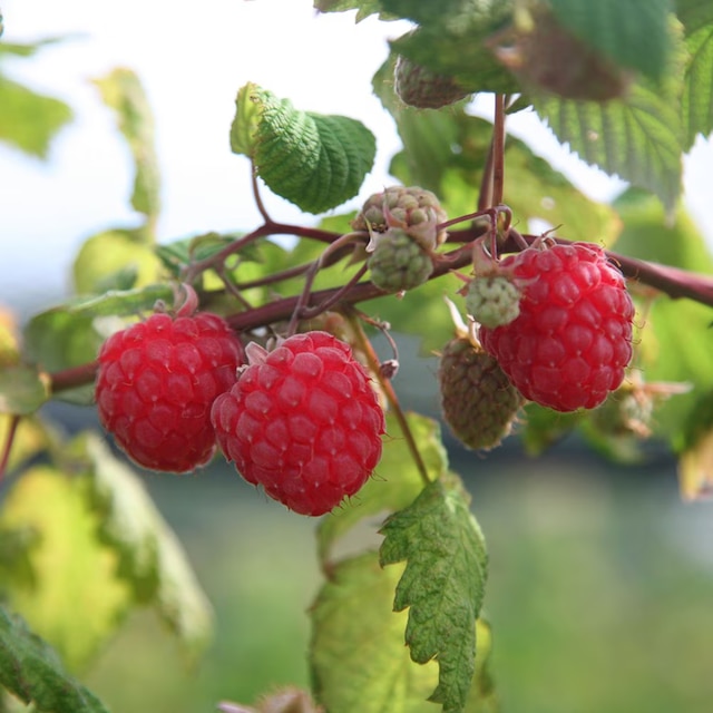 raspberry 'Autumn Bliss' 