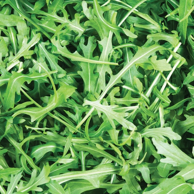 Wild rocket seeds 
