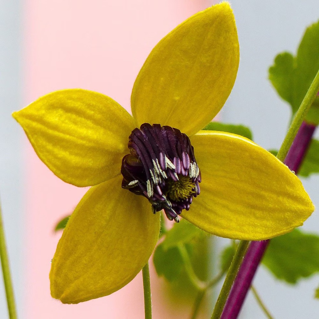 Clematis tangutica