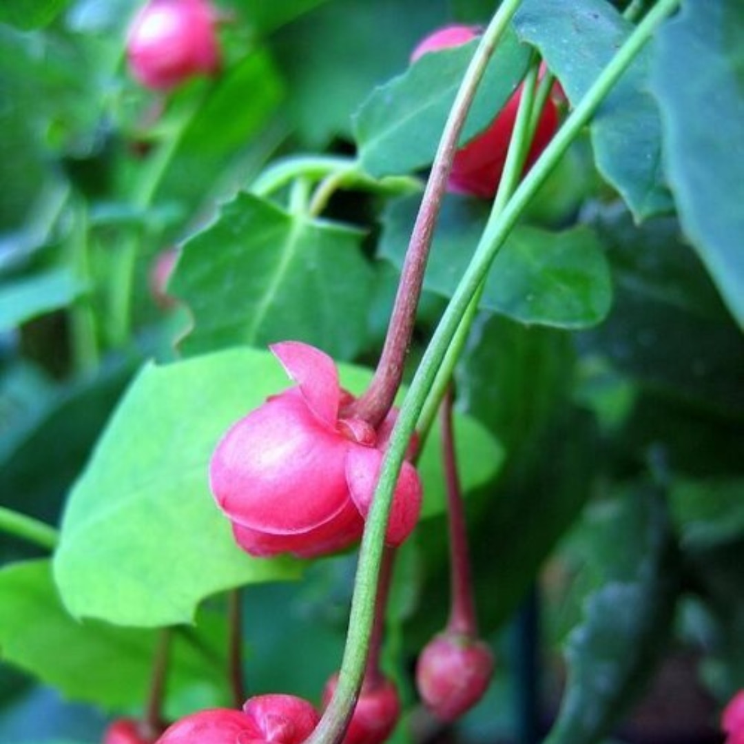 Berberidopsis corallina