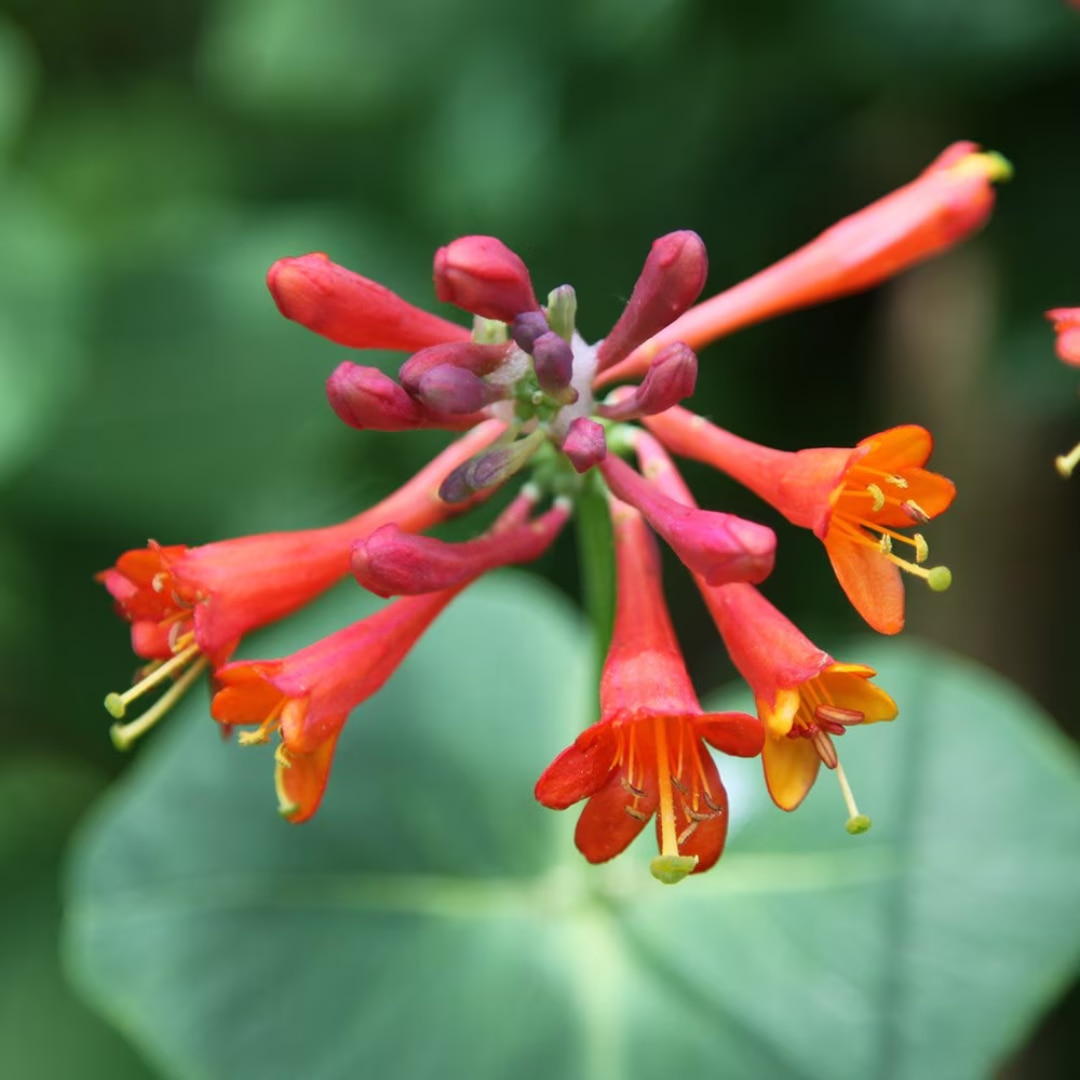 Lonicera ‘Dropmore Scarlet’