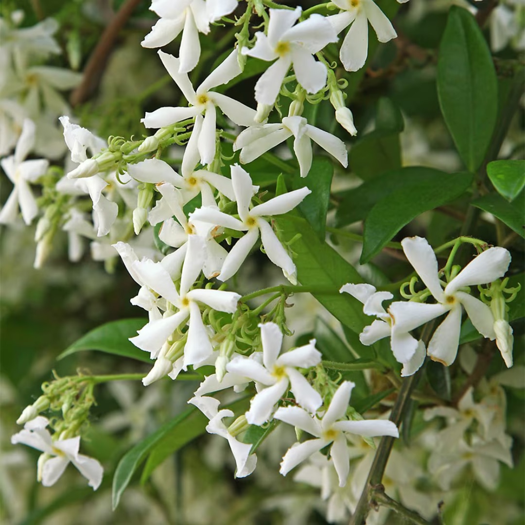 Trachelospermum jasminoides