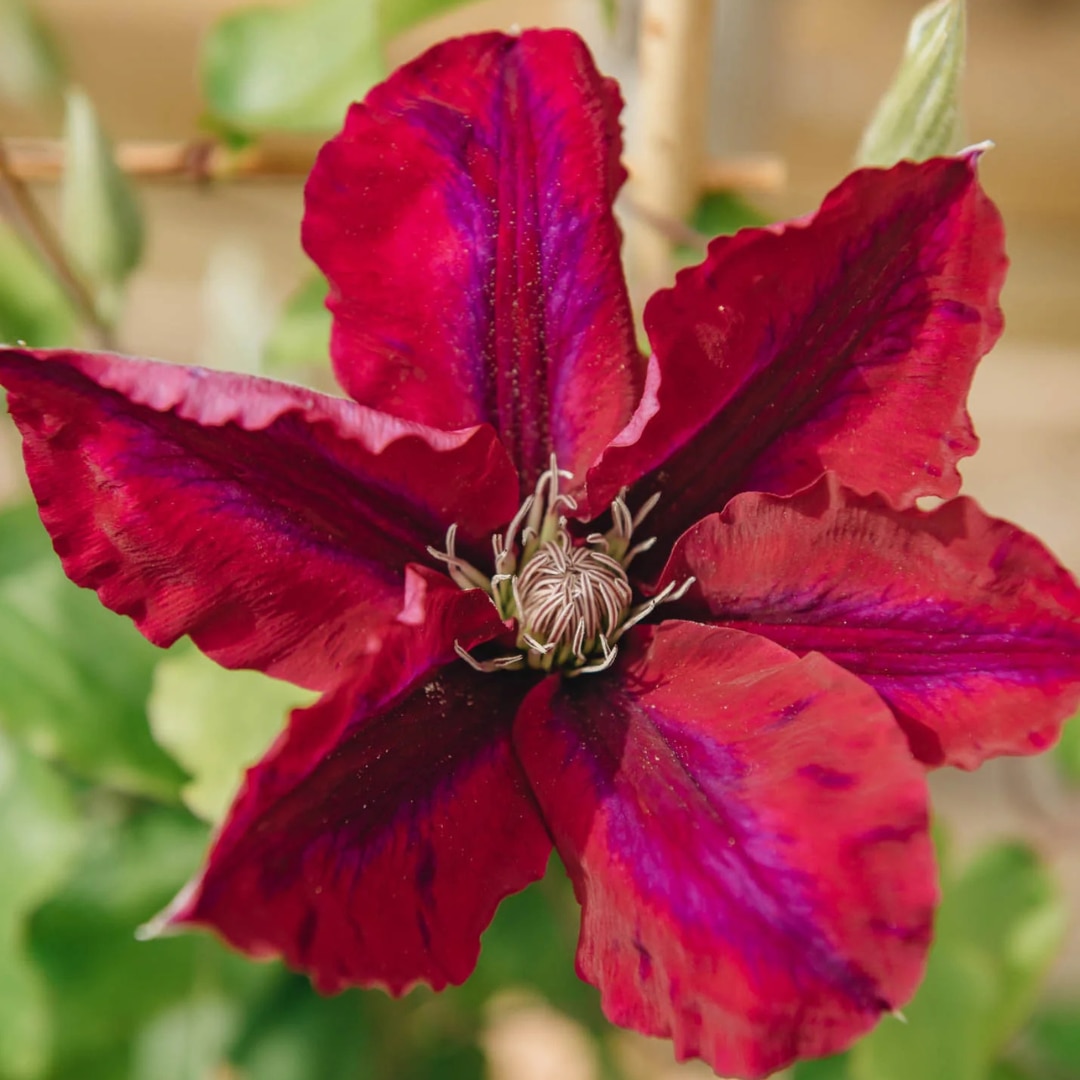 Clematis ‘Rebecca’