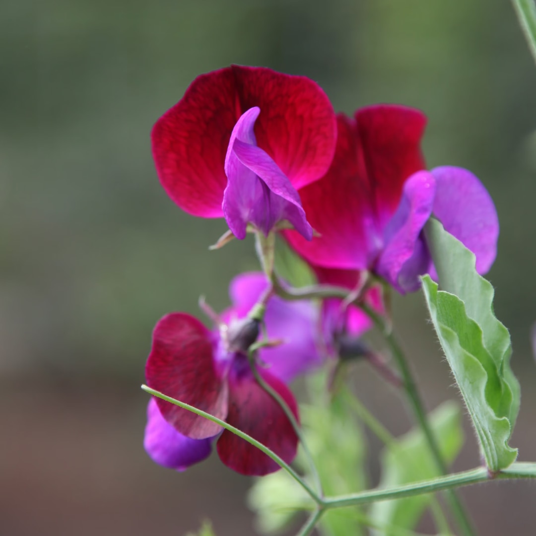 Lathyrus odoratus 'Matucana'