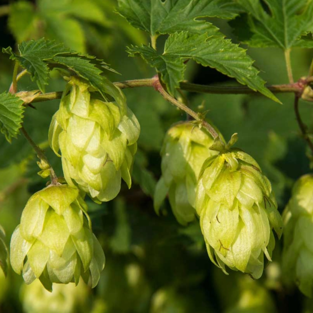 Humulus lupulus