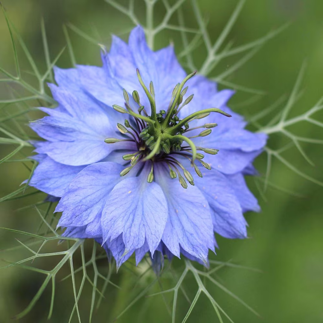 Nigella damascena ‘Miss Jekyll’