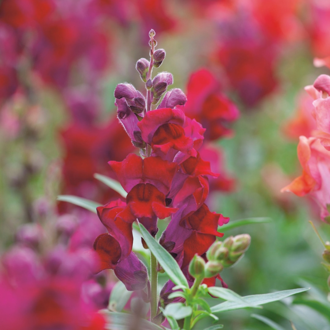 Antirrhinum majus ‘Liberty Classic Crimson’ 