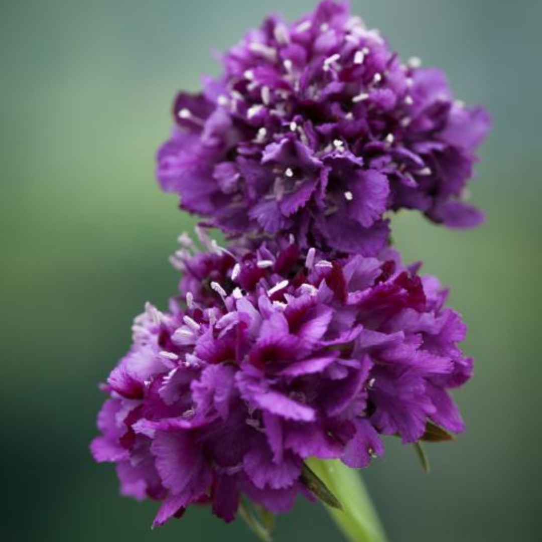 Scabiosa atropurpurea ‘Burgundy Beau’ 