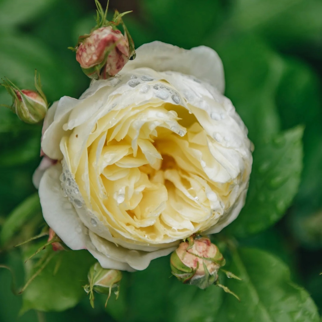 Rosa 'Vanessa Bell' 