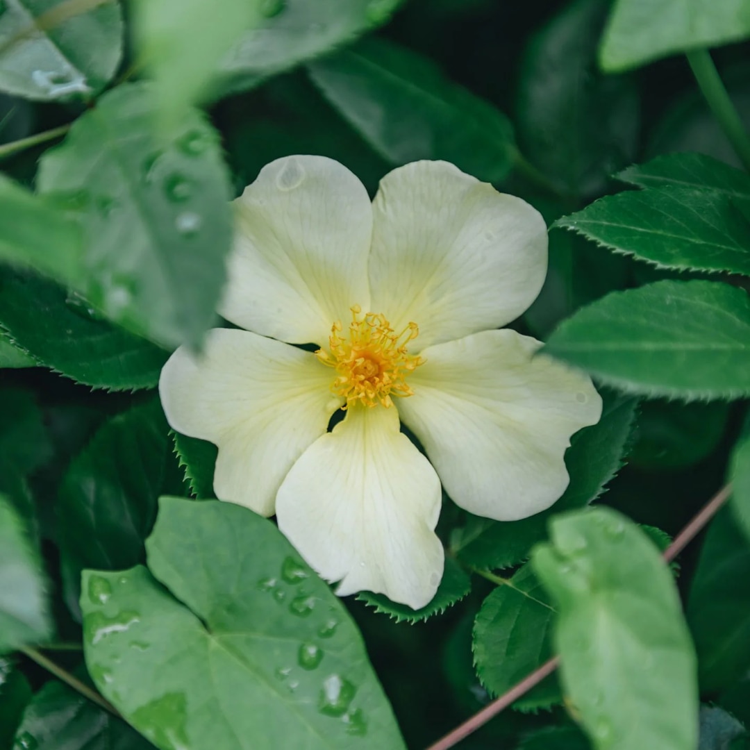 Rosa 'Tottering-by-Gently'