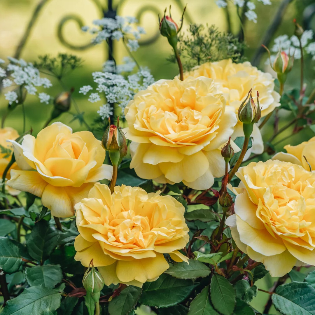 Rosa 'The Poet's Wife' 