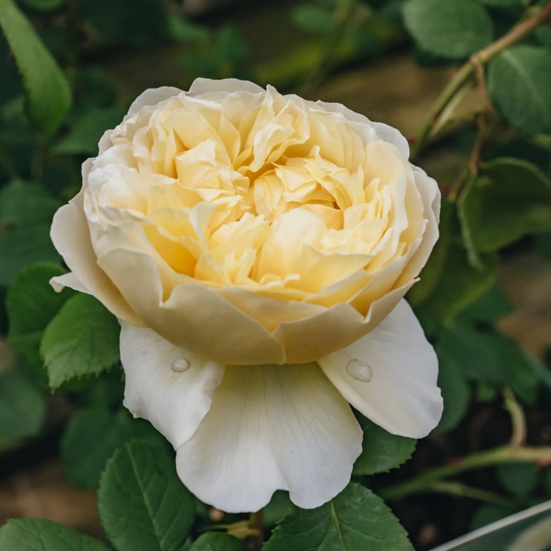 Rosa 'Charles Darwin'