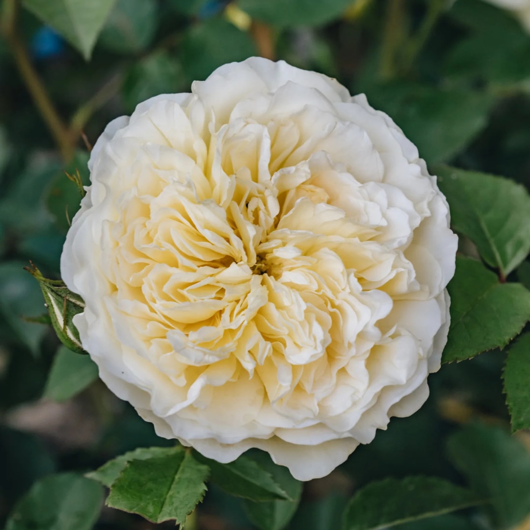 Rosa 'The Pilgrim' 