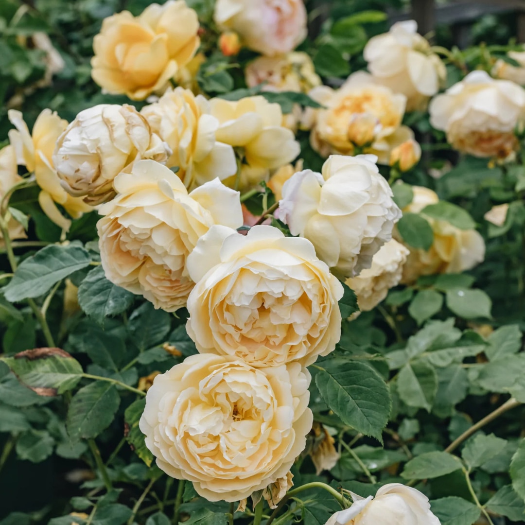 Rosa 'Golden Celebration' 