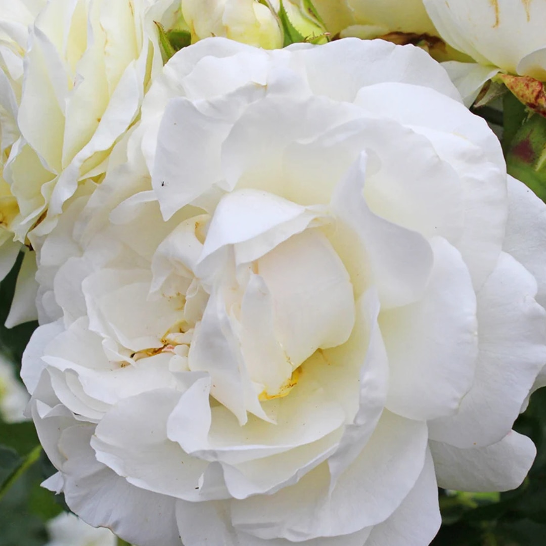 Rosa 'Albéric Barbier'