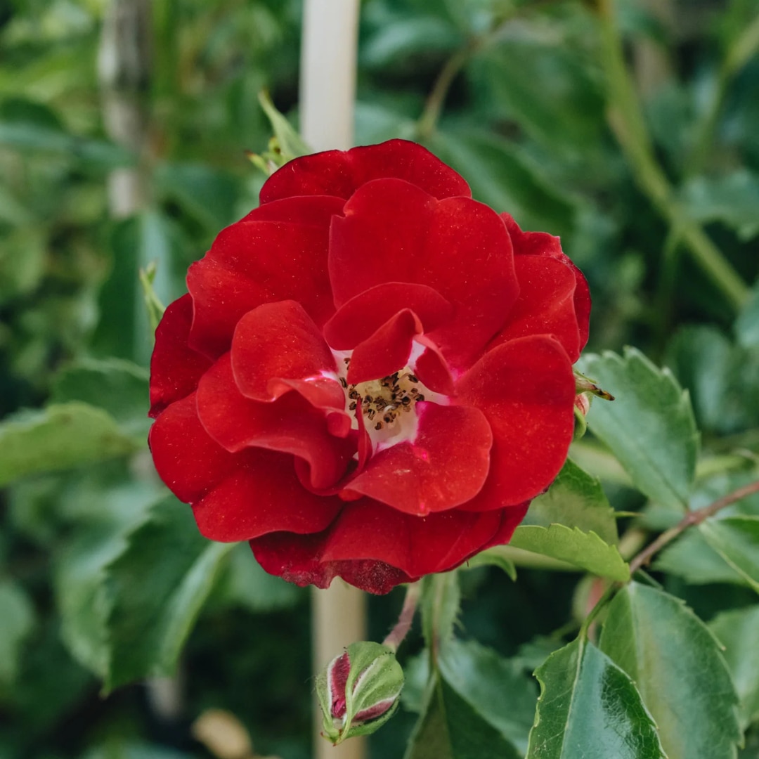 Rosa 'Rambling Rosie' 