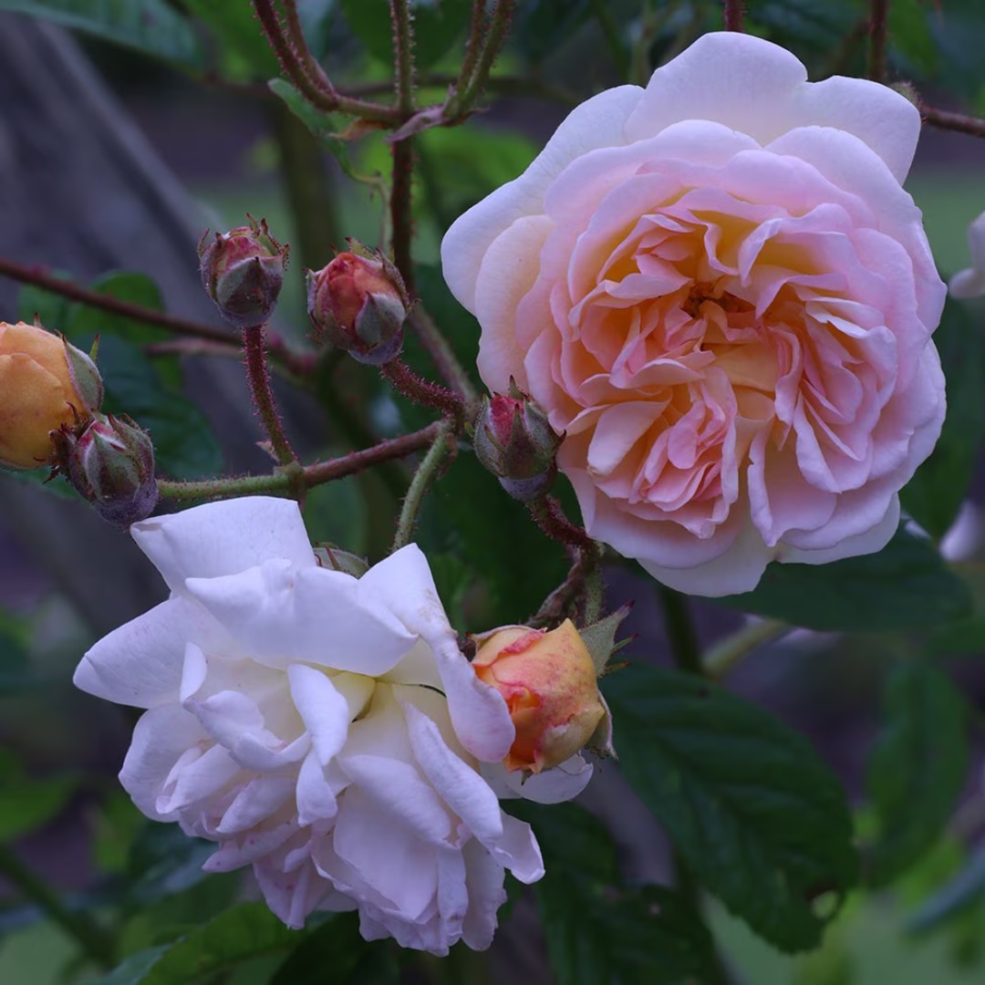 Rosa 'Ghislaine de Feligonde' 