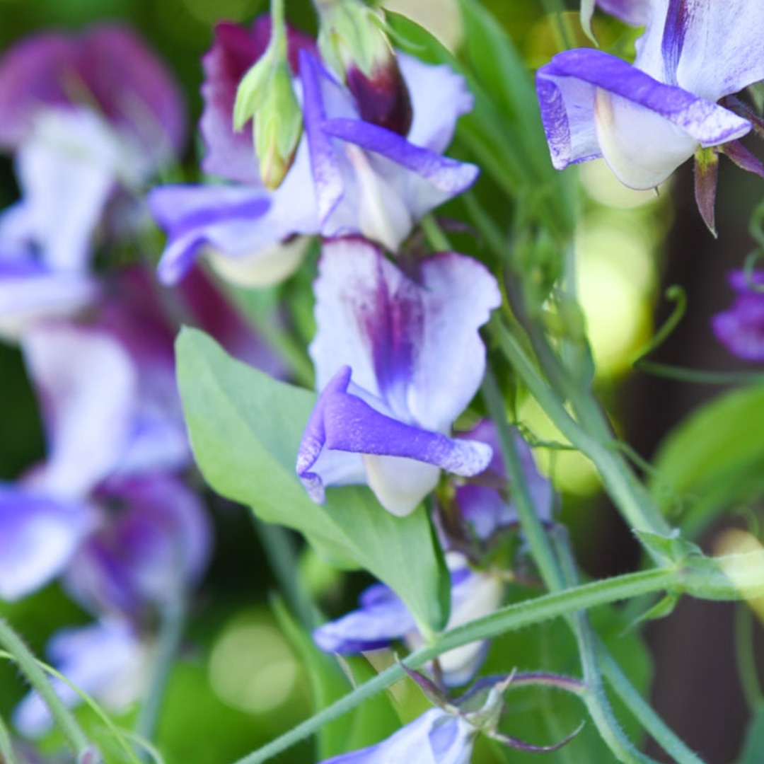 Sweet Pea 'Three Times As Sweet'