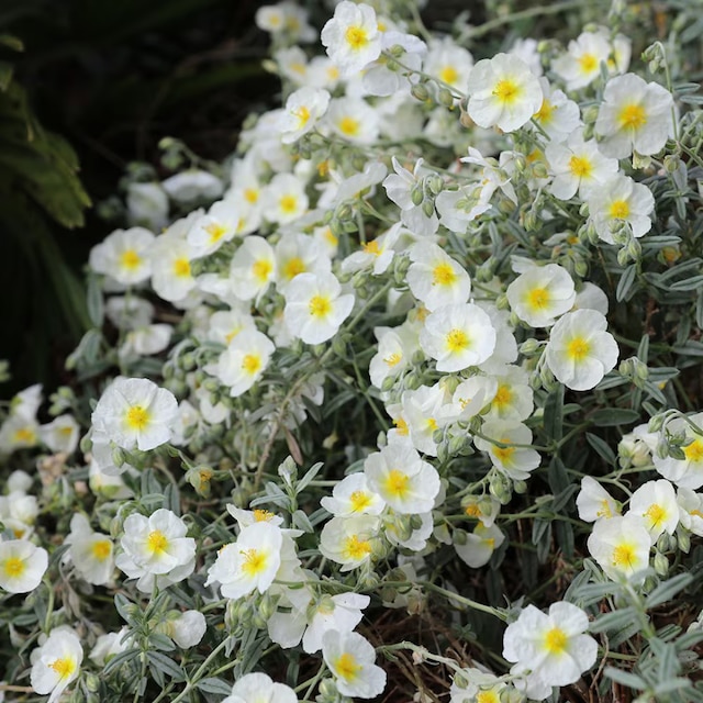 Helianthemum 'The Bride'