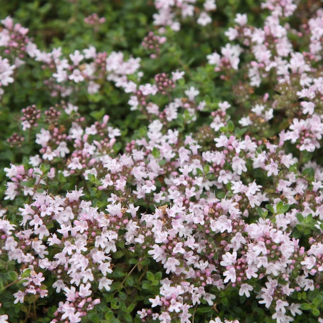 Thymus serpyllum 'Pink Chintz'