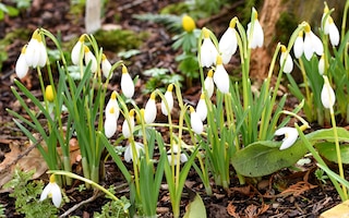 Galanthus nivalis Sandersii Group