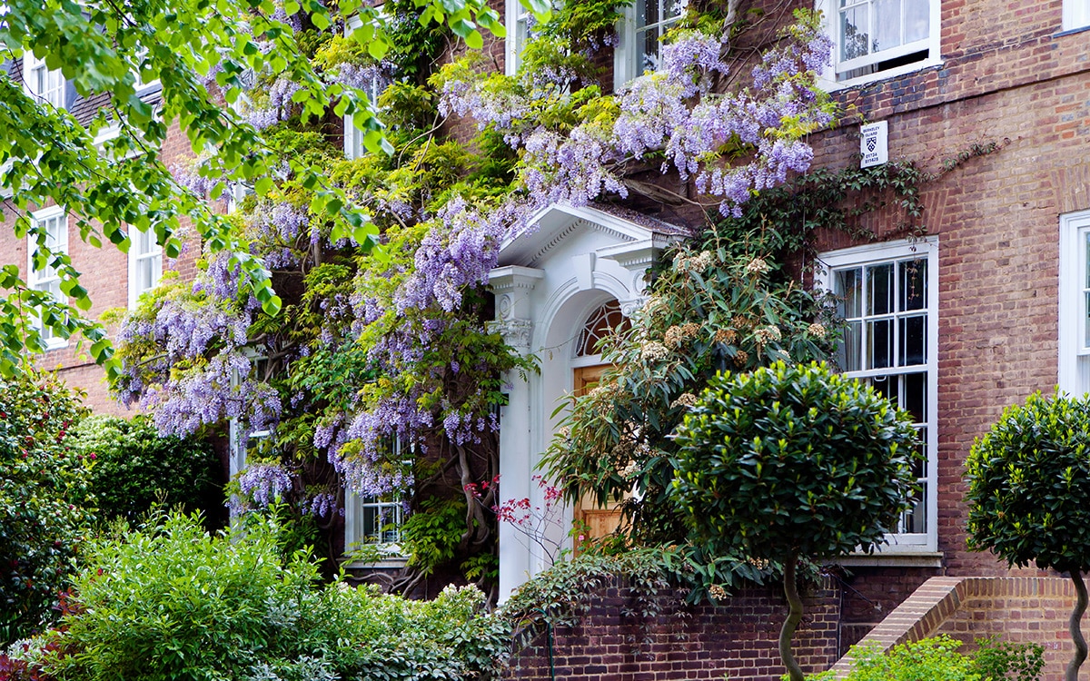 Wisteria on the front of a house