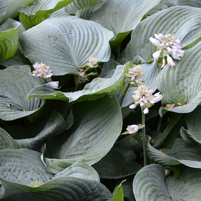 Hosta sieboldiana var. elegans