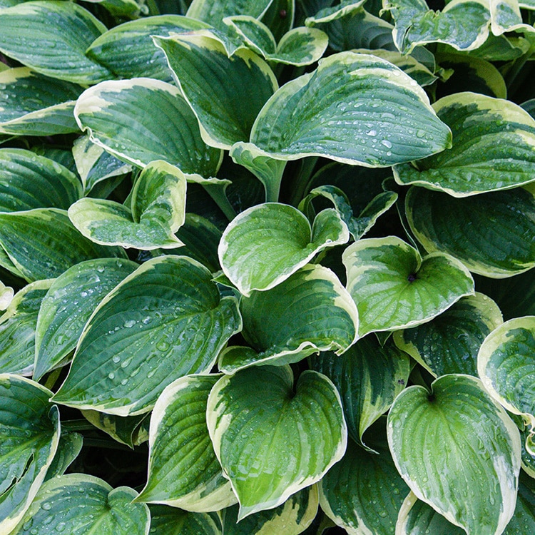 Hosta 'Francee'