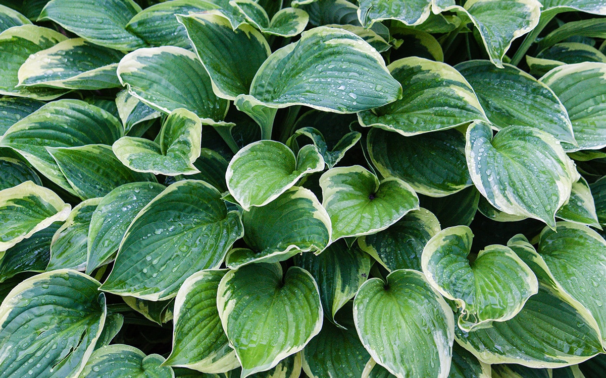 Hosta Francee