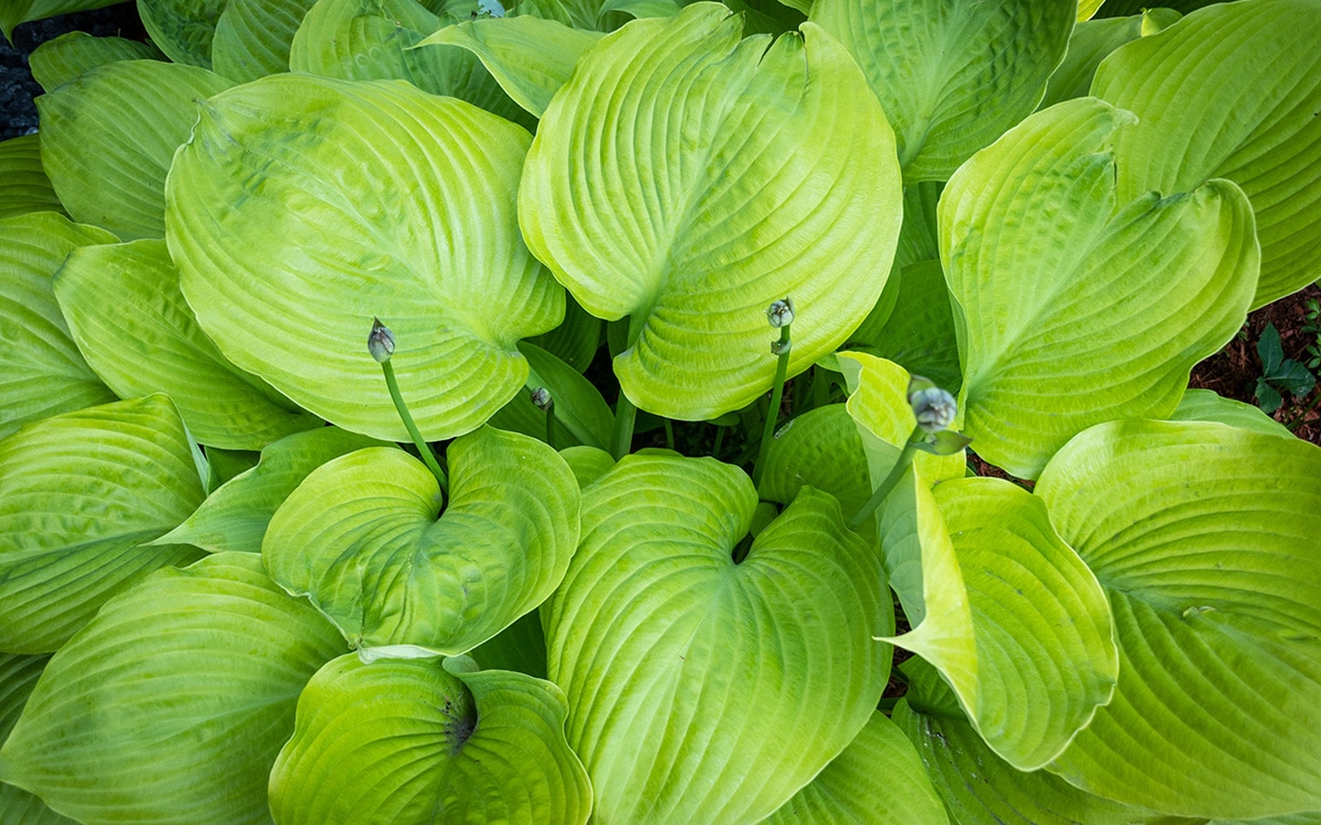 Hosta Sum and Substance