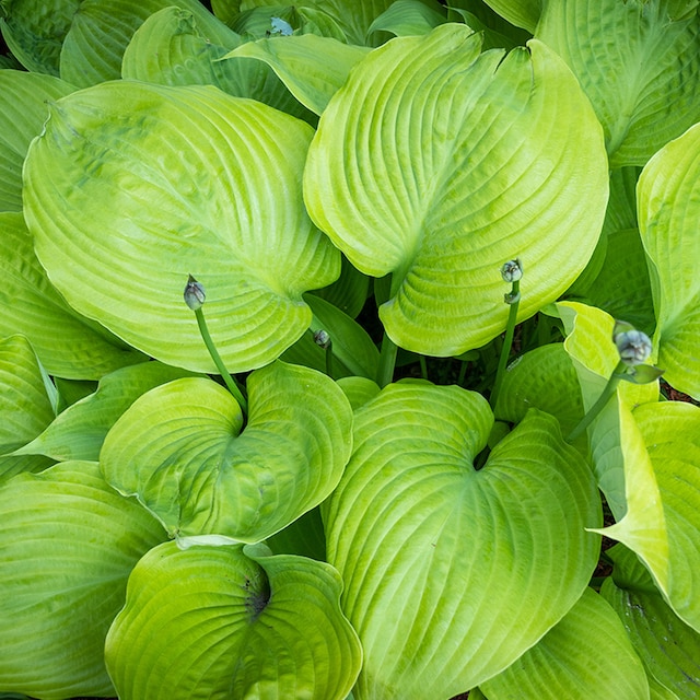 Hosta 'Sum and Substance'