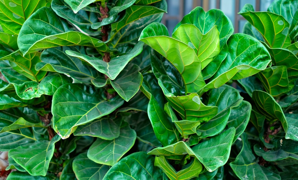 The large green leaves of the fiddle leaf fig
