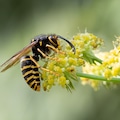 wasp on flower