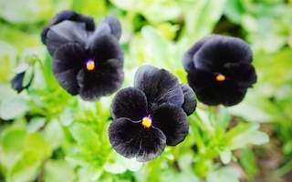 Viola 'Back to Black'