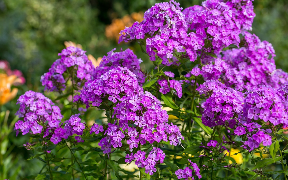 Purple flowered Phlox paniculata
